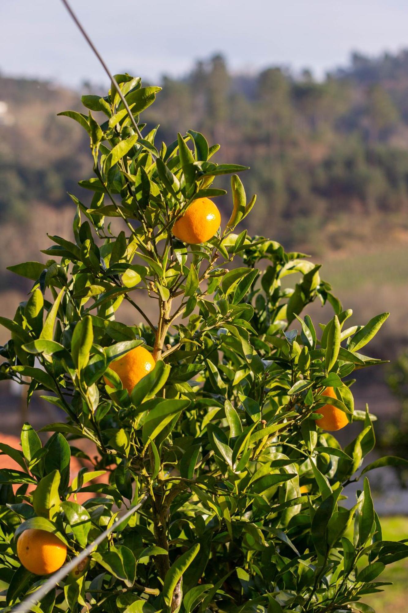 Quinta Da Azenha * Amarante